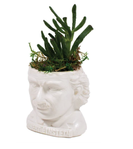PLANTER - EINSTEIN FERTILE MIND